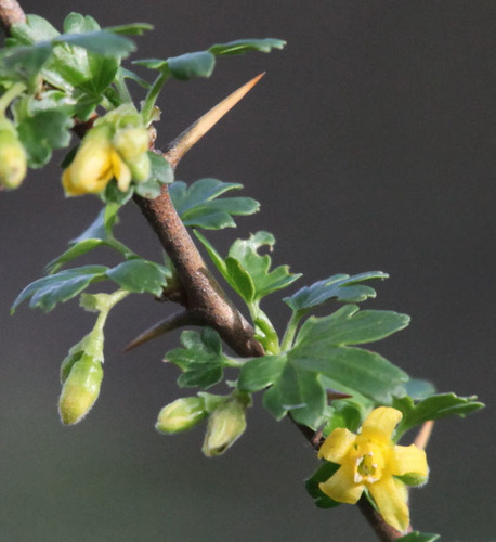 Ribes quercetorum (Rock gooseberry) — photo