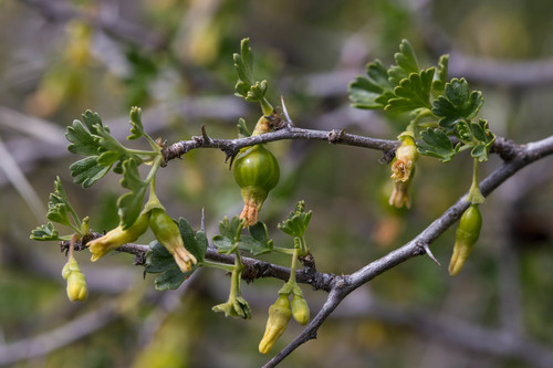 Ribes quercetorum (Rock gooseberry) — photo