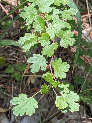 Ribes roezlii