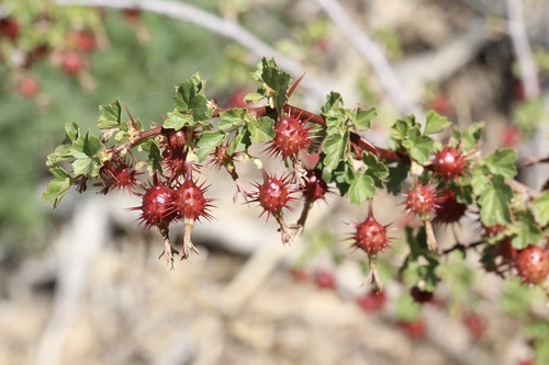 Ribes roezlii var. cruentum