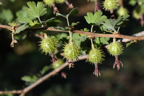 Ribes roezlii var. cruentum (Shiny leaf currant) — photo