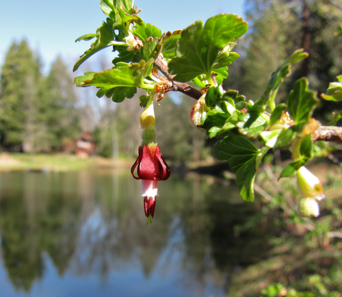 Ribes roezlii var. cruentum (Shiny leaf currant) — photo