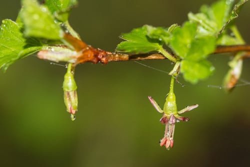 Ribes rotundifolium — photo