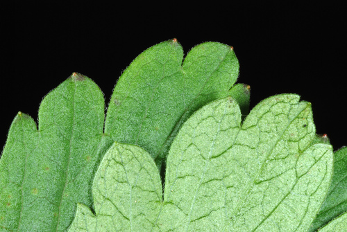 Ribes rotundifolium — photo