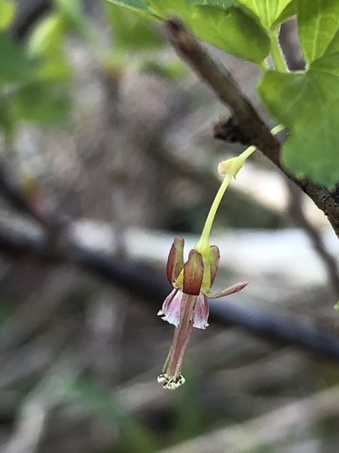 Ribes rotundifolium