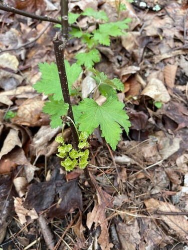 Ribes rubrum (Red currant) — photo