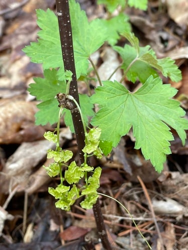 Ribes rubrum (Red currant) — photo