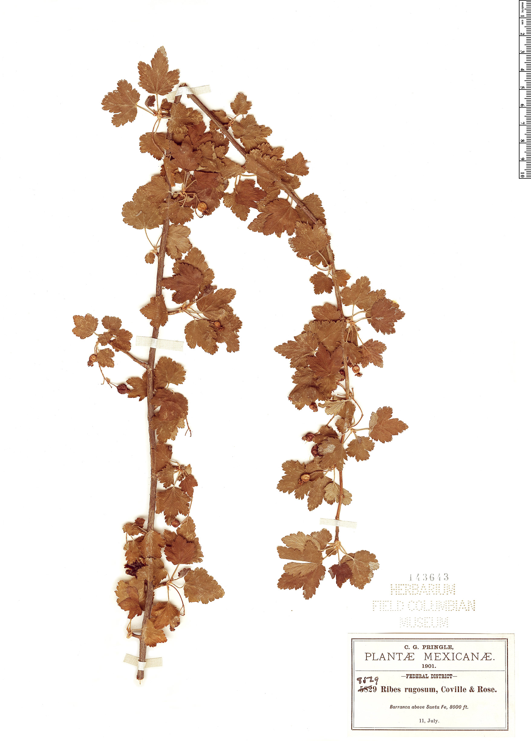 Ribes rugosum — photo