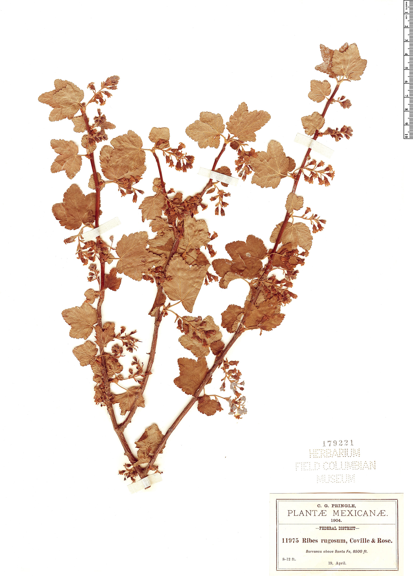 Ribes rugosum