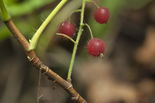 Ribes sachalinense — photo