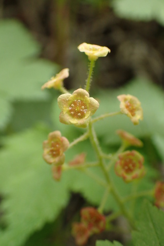 Ribes sachalinense — photo