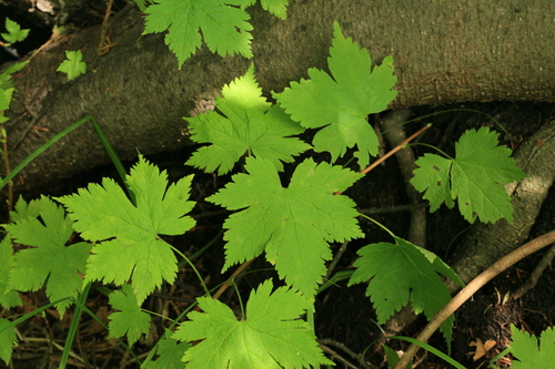 Ribes sachalinense