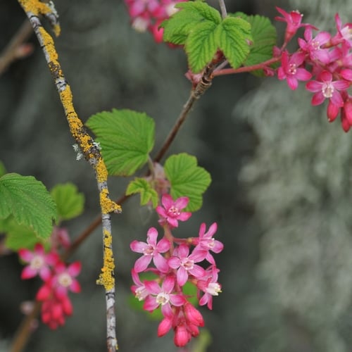 Ribes sanguineum