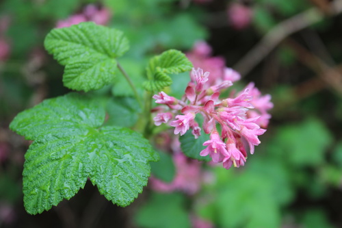 Ribes sanguineum (Pink-Flowering Currant) — photo