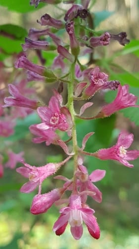 Ribes sanguineum var. glutinosum (Flowering currant) — photo