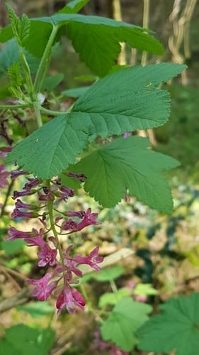 Ribes sanguineum var. glutinosum