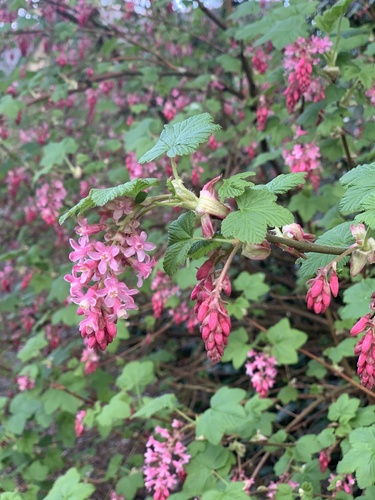 Ribes sanguineum var. glutinosum (Flowering currant) — photo