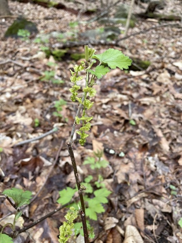 Ribes sativum — photo