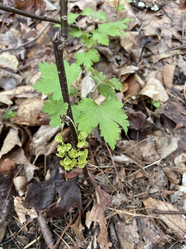 Ribes sativum — photo
