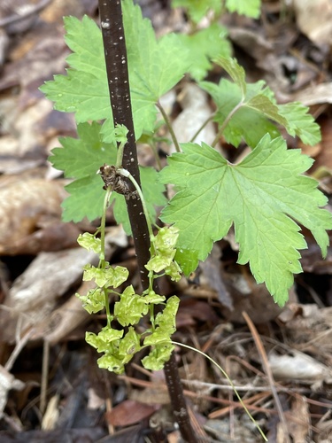 Ribes sativum