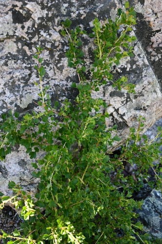 Ribes saxatile (Rock gooseberry) — photo