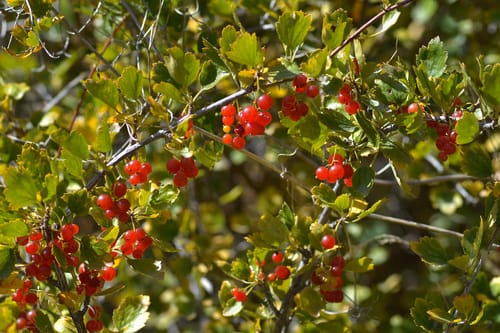 Ribes saxatile (Rock gooseberry) — photo