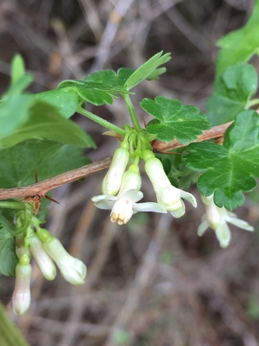 Ribes setosum (Missouri gooseberry) — photo
