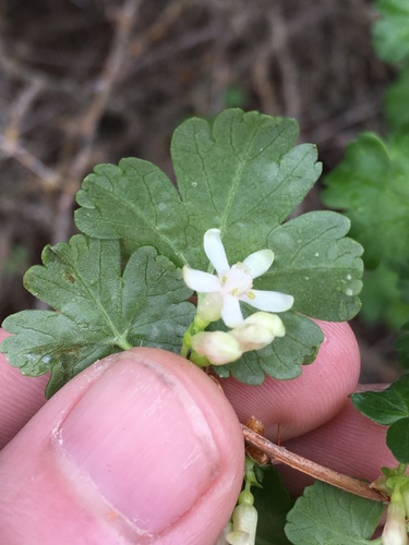 Ribes setosum (Missouri gooseberry) — photo