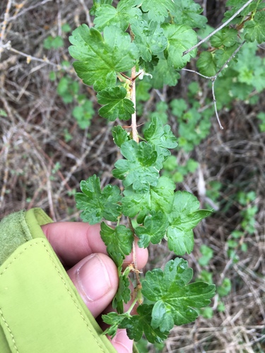 Ribes setosum