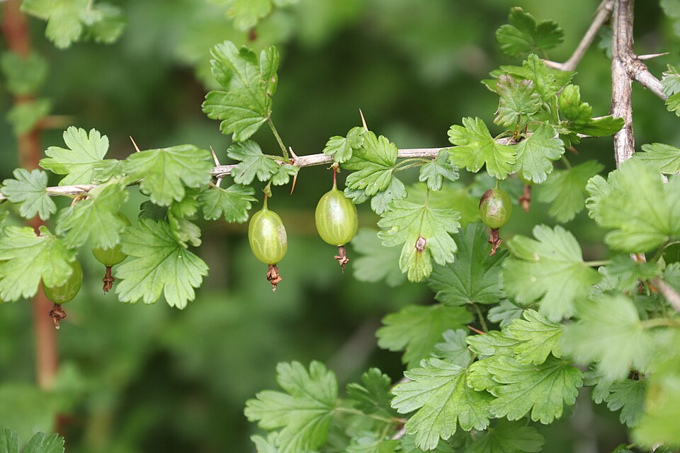 Ribes sinanense (Gooseberry) — photo