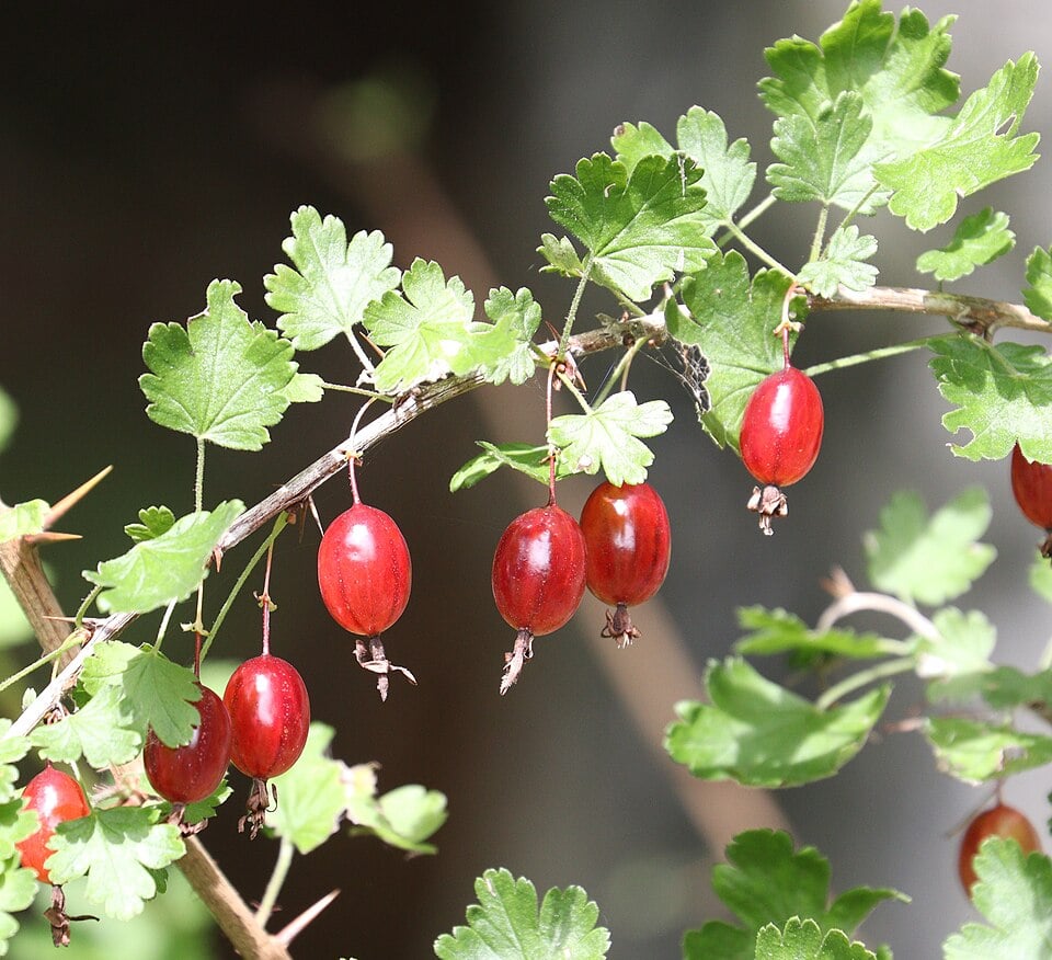 Ribes sinanense