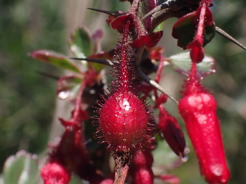 Ribes speciosum (Fuchsia gooseberry) — photo
