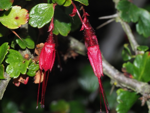 Ribes speciosum