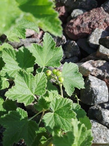 Ribes spicatum (Downy currant) — photo