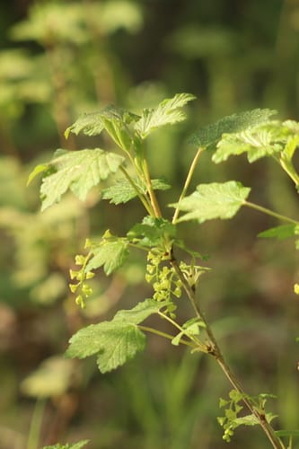 Ribes spicatum (Downy currant) — photo