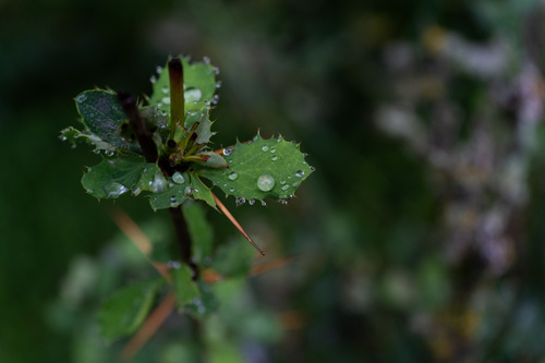 Ribes stenocarpum — photo