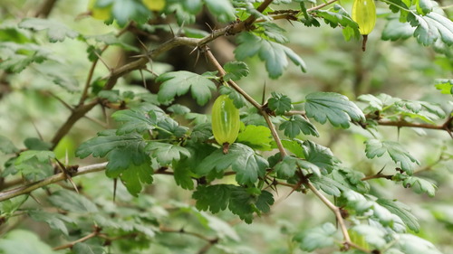 Ribes stenocarpum — photo