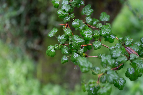 Ribes stenocarpum