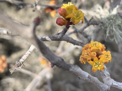 Ribes tortuosum — photo