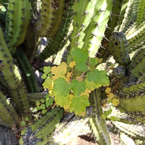 Ribes tortuosum — photo