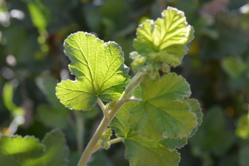 Ribes trilobum — photo