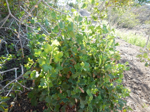 Ribes trilobum — photo