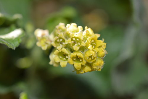 Ribes trilobum