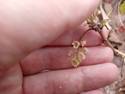 Ribes triste (American red currant) — photo