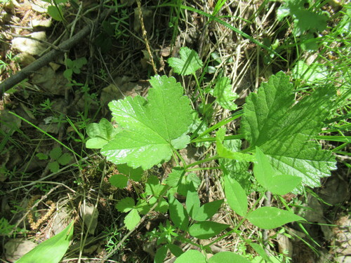 Ribes ussuriense (Karafuto-kuro-suguri) — photo