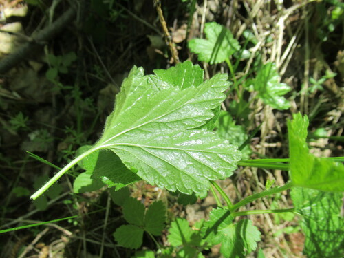 Ribes ussuriense (Karafuto-kuro-suguri) — photo