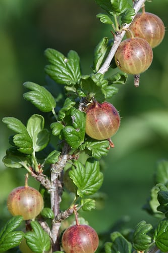 Ribes uva-crispa (European Gooseberry) — photo