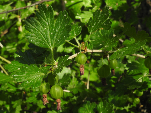 Ribes uva-crispa (European Gooseberry) — photo