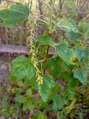 Ribes valdivianum (Skunk Currant) — photo