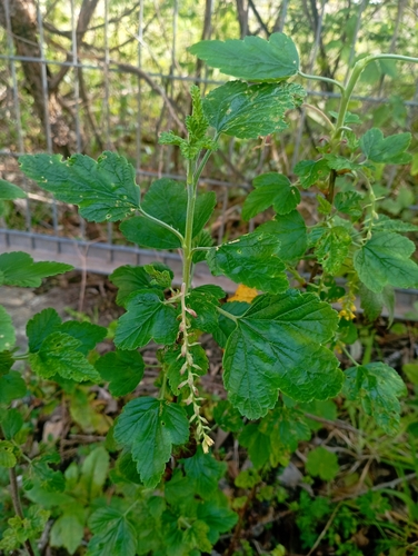 Ribes valdivianum